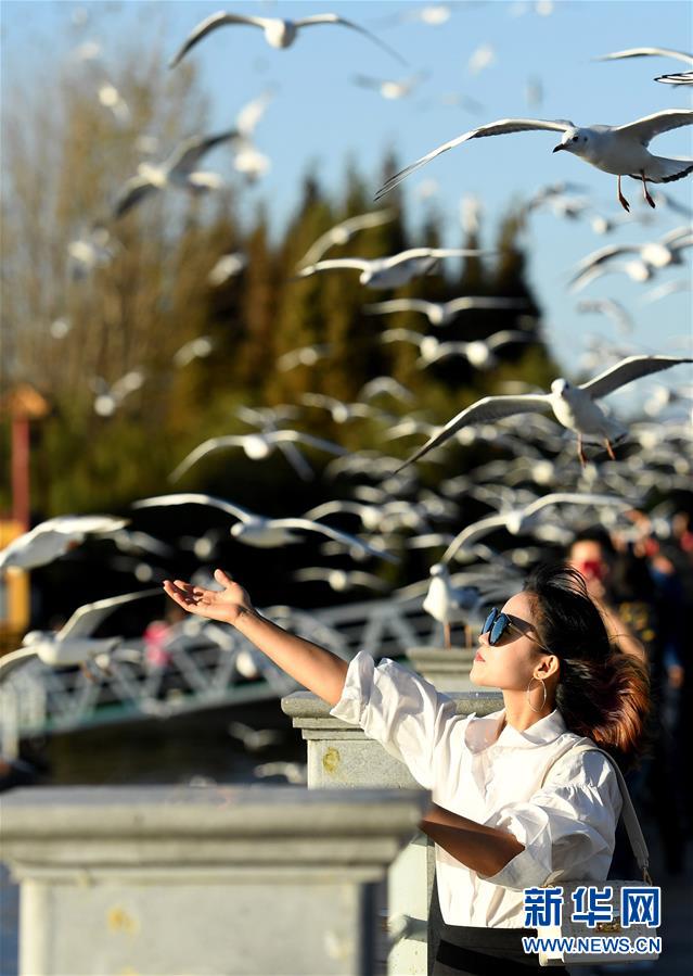 冬日昆明：市民和游客来到滇池大坝、大观公园等地 观赏红嘴鸥