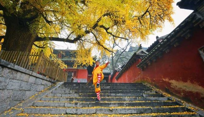 初冬时的少林寺：几株千年古银杏树一片金黄