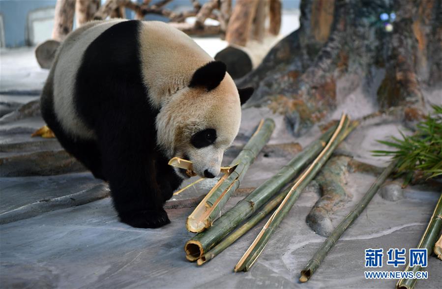 大熊猫亮相海口