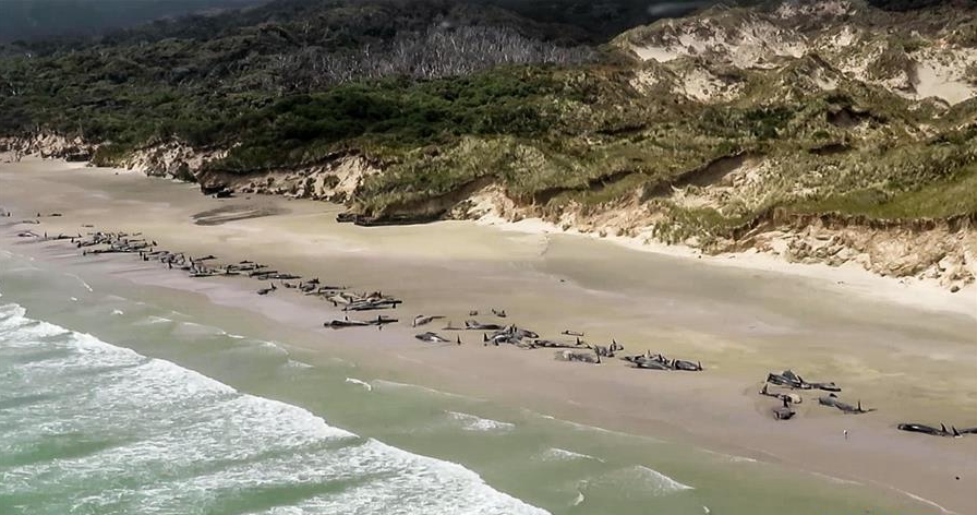 今年最大规模！新西兰145头领航鲸集体搁浅死亡