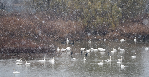 三门峡大雪纷飞 天鹅们尽情享受雪中乐趣