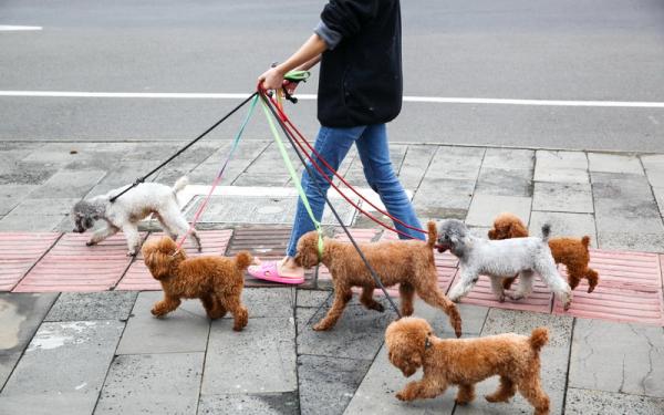 河南省限养区拟禁养50种犬种 你有哪些建议和意见?