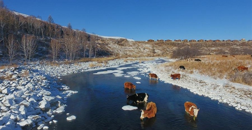 内蒙古：严寒中的“不冻河”
