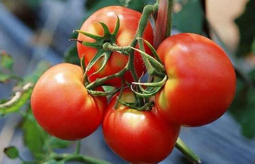 番茄越红越熟越防癌 5种公认防癌菜吃起来
