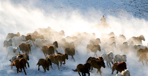 内蒙古：雪原奔马