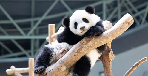 马来西亚为大熊猫宝宝庆生