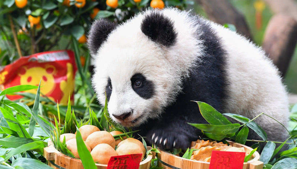 大熊猫宝宝迎新春