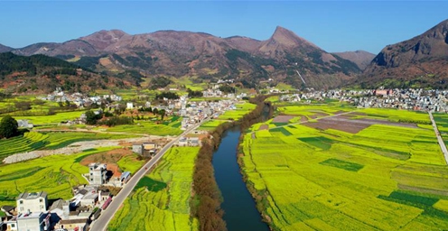 云南罗平：油菜花盛开 春意浓浓