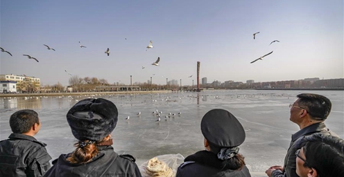 新疆：数百只天鹅杜鹃河越冬