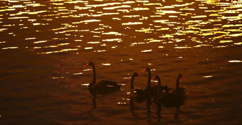 河南灵宝：金光下的黑天鹅