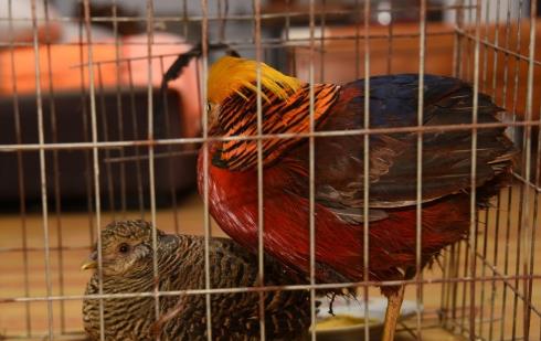 郑州市民山里救下被售卖的“山鸡” 竟是国家二级保护动物