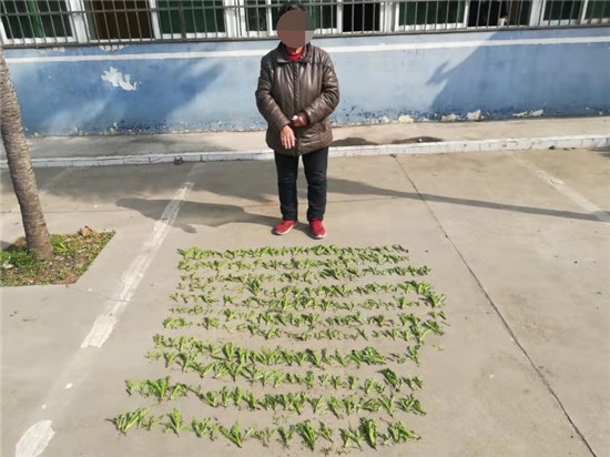 为尝鲜“饱口福”非法种植罂粟被邓州警方行拘