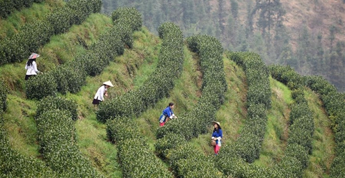 气温回升 贵州各地春茶陆续进入采摘期