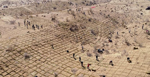 甘肃临泽治沙忙 已建成防风固沙林27.4万亩