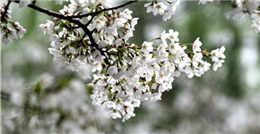 许昌学院：这里的樱花更浪漫