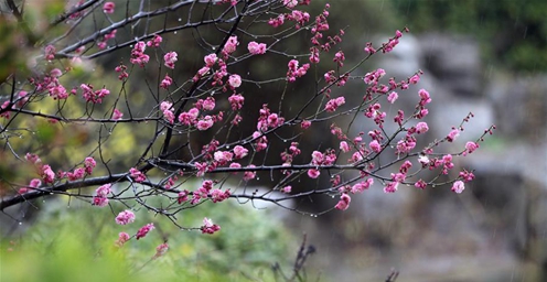 山东：雨中春花更显娇艳