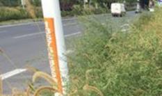 郑州 “南大门”荒草丛生 车货占道过往司机绕着走