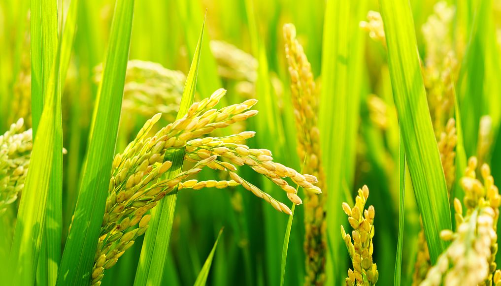 “守望初心之沿黄水稻匠人”系列报道三 ——好米的标准	