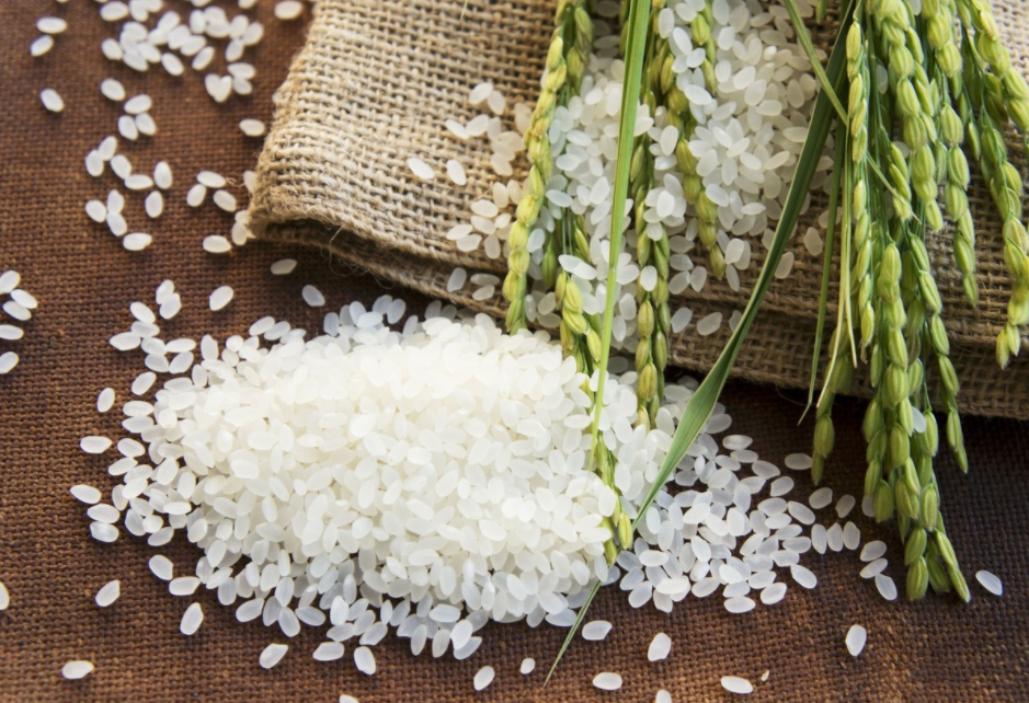 “守望初心之沿黄水稻匠人”系列报道三 ——好米的标准	