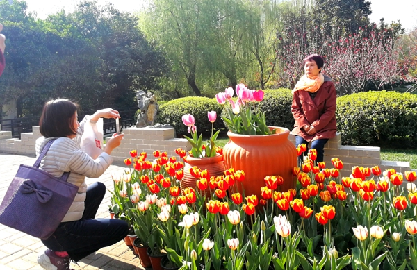 郑州市人民公园第二十二届郁金香花展4月2日开放 等你来看 