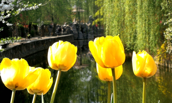 郑州市人民公园第二十二届郁金香花展4月2日开放 等你来看 