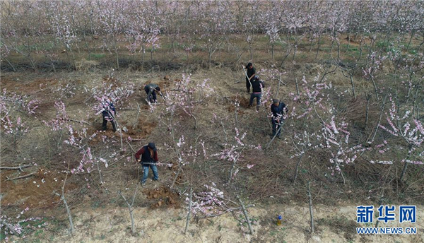 河南武陟：苗木种植助推乡村振兴