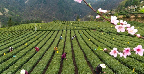 种植九畹丝绵茶 带动千余户农民增收致富