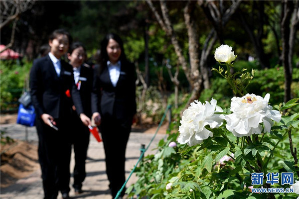 第37届中国洛阳牡丹文化节赏花活动启动