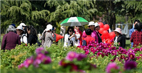 第37届中国洛阳牡丹文化节赏花活动启动