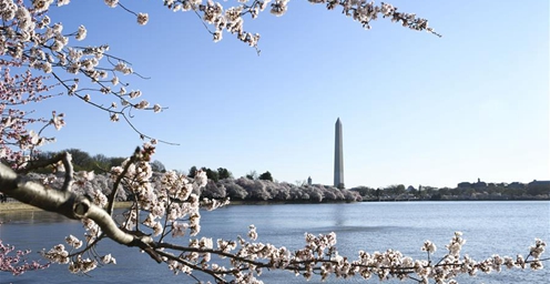 华盛顿：潮汐湖畔数千株樱花盛开
