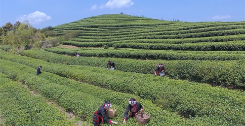 福建福鼎白茶陆续进入采摘期