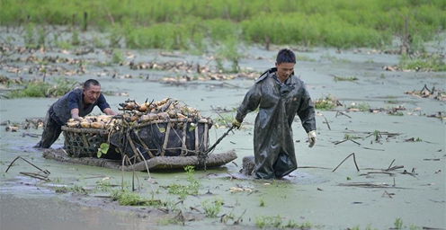 时值种藕季 湖北来凤田间地头一派忙碌景象