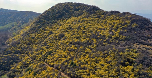 连翘种植产业 拓宽太行山农民脱贫增收渠道