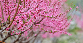 河南栾川：栽下桃花树 走上致富路