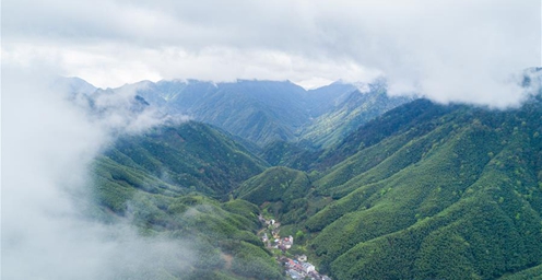 福建：一片茶叶凝聚一个村庄