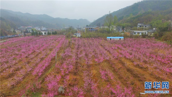 河南栾川：十里桃花开 粉面笑春风