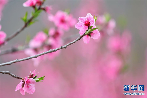 河南栾川：十里桃花开 粉面笑春风