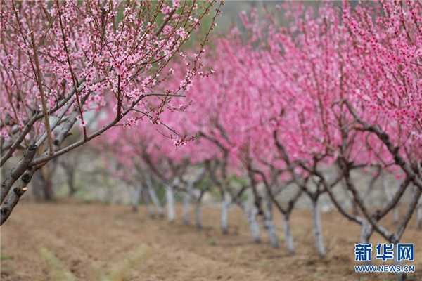 河南栾川：十里桃花开 粉面笑春风