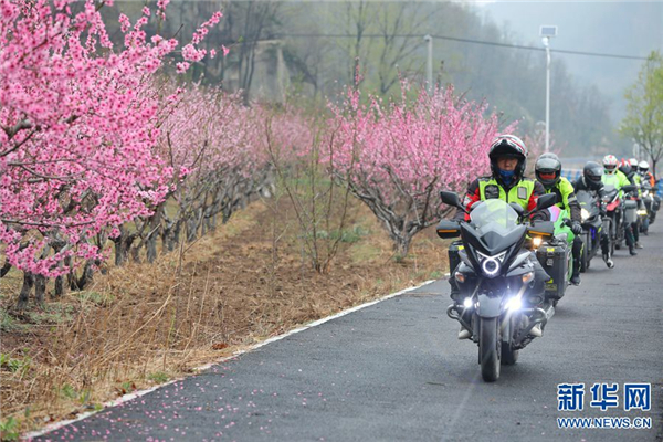 河南栾川：十里桃花开 粉面笑春风