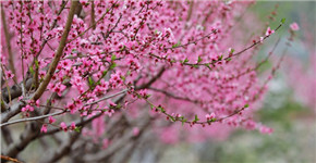 河南栾川：十里桃花开 粉面笑春风