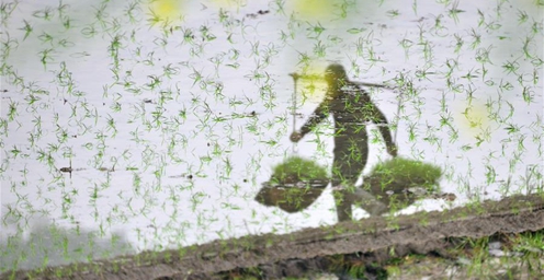 暮春时节 各地农民抢抓农时