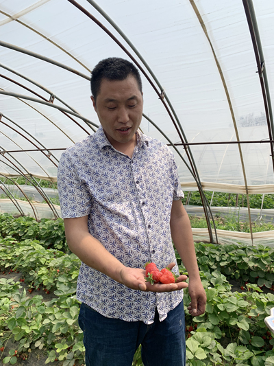 郑州一80后小伙回农村创业扶贫 万斤草莓销路遇难题