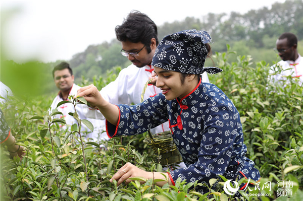 河南信阳：体验传统茶文化 洋学生采新茶