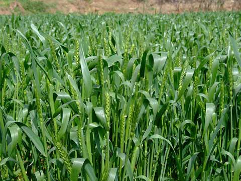 本周河南天气多变 专家建议加强小麦赤霉病防治