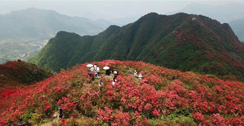 暮春时节 映山红红遍山岭